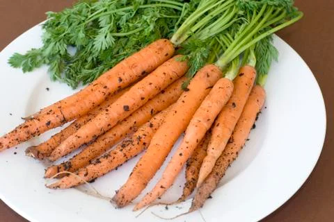 Carrots recently pulled from ground on plate Stock Photos