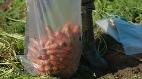 Carrots In Sack Video stock 22304362
