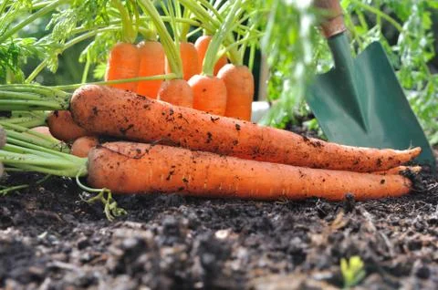 Carrots on the soil Foto stock