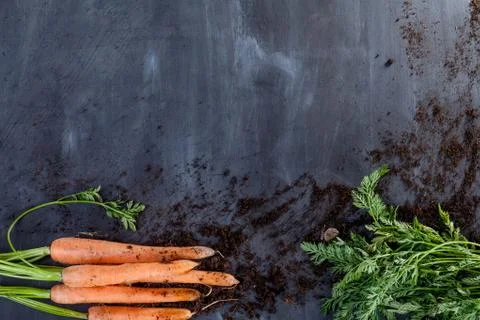 Carrots with soil Foto stock