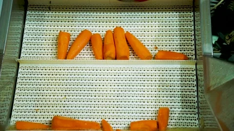 Carrots sorting and packing in automated processing machine in food factory Stock Footage 165778659