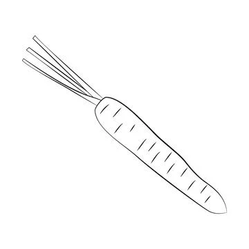 Carrots in a thin line. Vector on a white background Stock Illustration