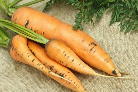Carrots with tops on sacking Stock Photos