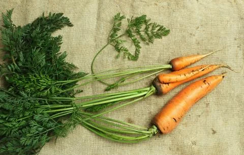 Carrots with tops on sacking Stock Photos