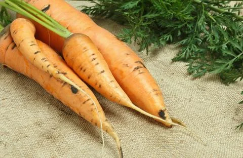 Carrots with tops on sacking Stock Photos
