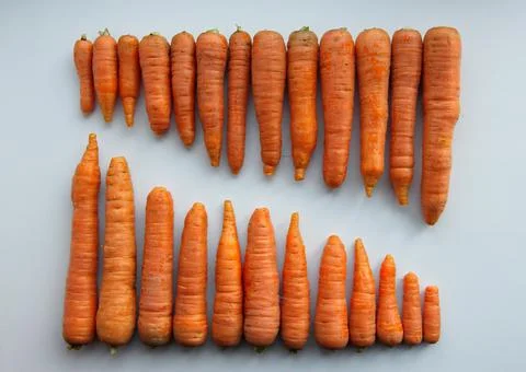 Carrots on a white background. Stock Photos