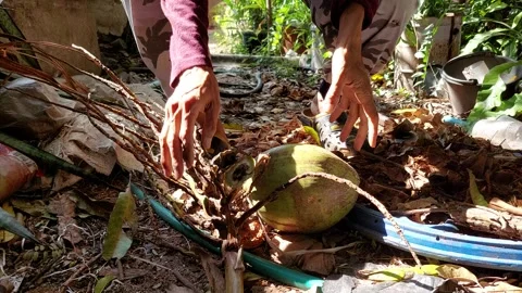 Carry coconuts and chans to place and inspect Stock Footage 260439907