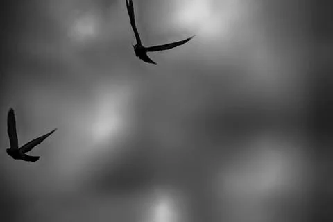 Carry On Stock Photos