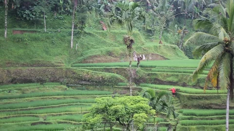 Carry Rice 1 Stock Footage 888943