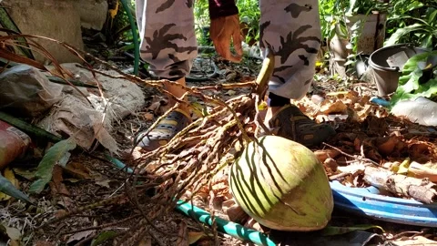 Carrying a coconut with a chan Stock Footage 260439792