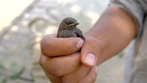 Carrying cute bird Stock Footage 192505668