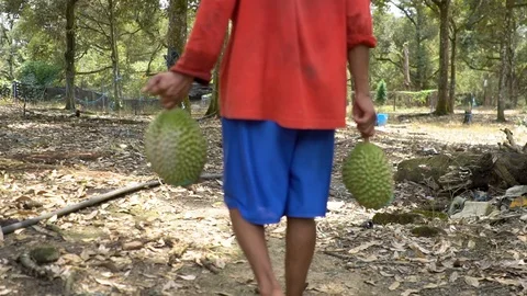 Carrying durian Durian Tree farm 4k  Stock Footage