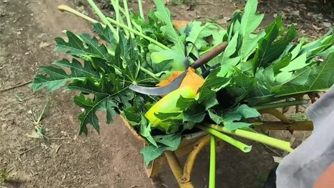 Carrying the harvest with a push cart Stock Footage 341746323