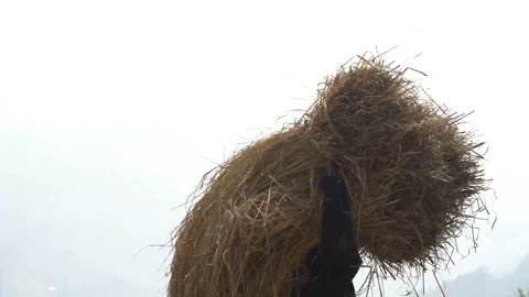 Carrying paddy with its straws, handheld Stock Footage 270865178