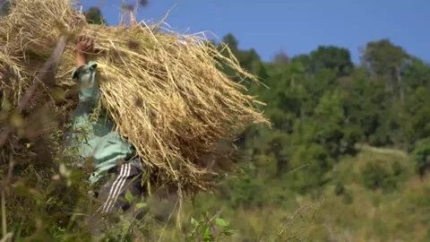 Carrying a paddy with straw Stock Footage 270865151