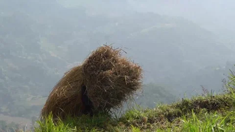 Carrying paddy with Straws, handheld Stock Footage 270865181