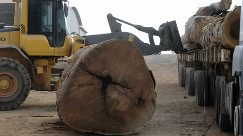Carrying tree trunk Stock Footage 52529493