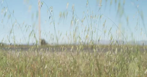 Cars and trucks passing in background in front of reeds Stock Footage 277384853