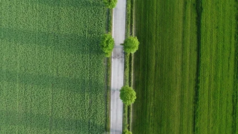 Cars going down a road between trees rows 스톡 동영상 152541812