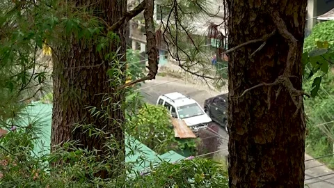 Cars Passing Through Tree Lined Road Stock Footage 329301662