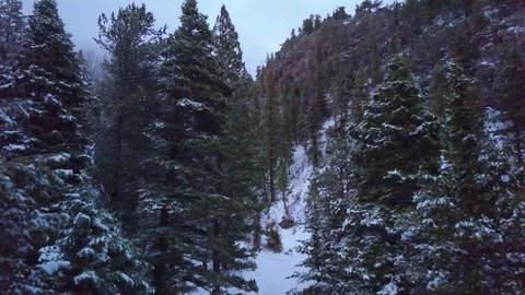 Carson National Forest NM Stock Footage 79796399