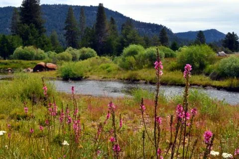 Carson River Stock Photos