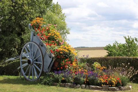 Cart for corn Stock Photos