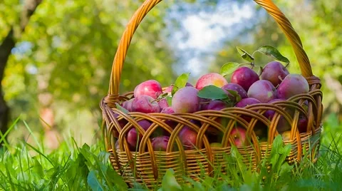 Cart full of apples after picking in a orchard Stock Footage 55874809