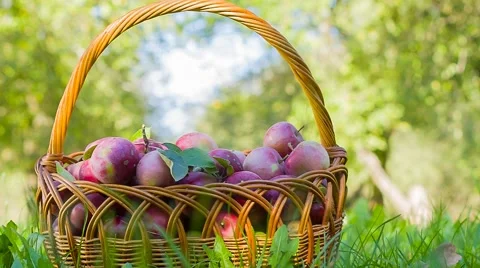 Cart full of apples after picking in a orchard Stock Footage 55875013