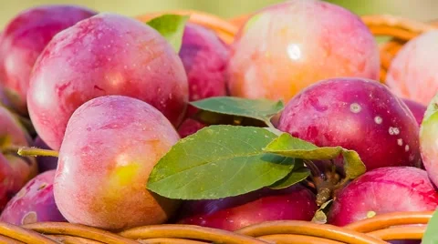 Cart full of apples after picking in a orchard Stock Footage 55875374
