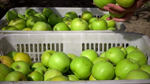 Cart full of apples after picking in a orchard 스톡 동영상 67873318