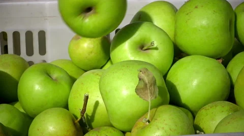 Cart full of apples after picking in a orchard.CU Stock Footage 67875976