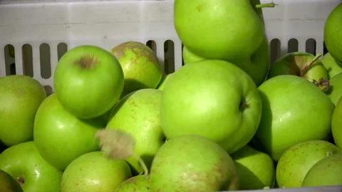 Cart full of apples after picking in a orchard. CU Stock Footage 101079343