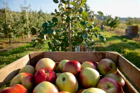 Cart full of apples after picking in orchard Stock Photos