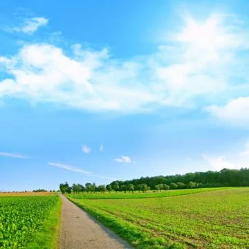 Cart track trough the fields Stock Photos