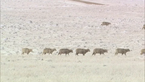 Carter County, Montana Stock Footage 137880933