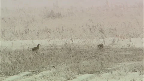 Carter County, Montana Stock Footage 137883501