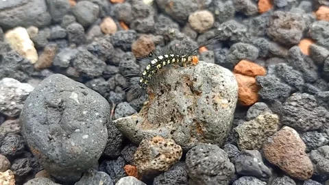 The carterpillar Stock Footage 222279339