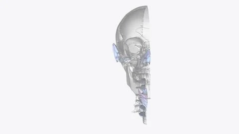 Cartilage is an important structural component of the body 3d illustration It Stock Illustration