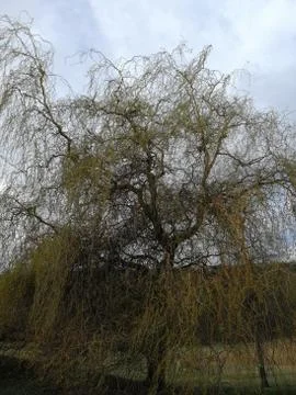 CARTILAGE  WILLOW Stock Photos
