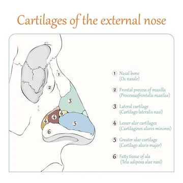 Cartilages of the external nose flat vector illustration Stock Illustration