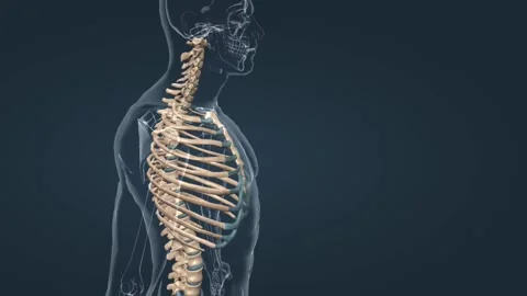 Cartilaginous joint Stock Footage 277093657