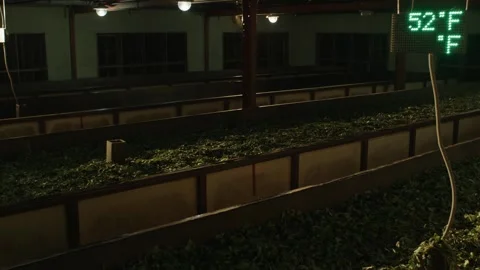 Carting Tea Leaves into Boxes Video stock 288846756