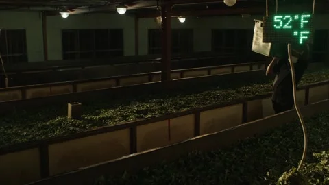 Carting Tea Leaves into Boxes Video stock 288846923