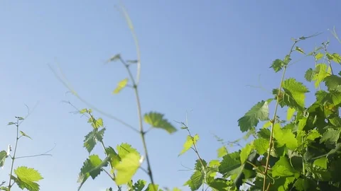 Cartizze hill vineyards, in Valdobbiadene, detail. Stock Footage