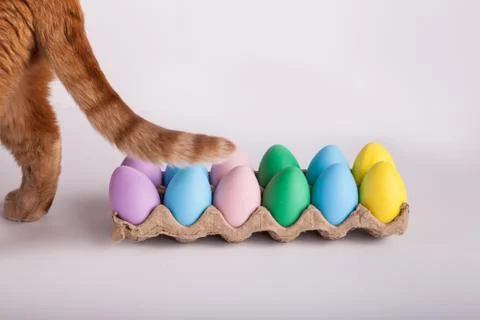 Carton of Easter eggs with a cat walking away Stock Photos