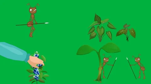 Cartoon 2d animated bugs on green screen with chroma key featuring ant. Stock Footage 310121913