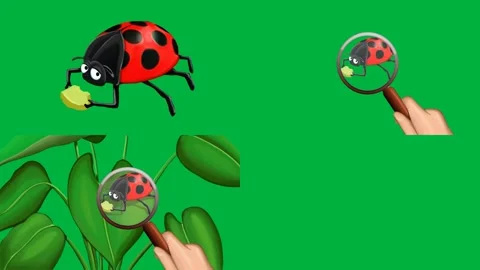 Cartoon 2d animated ladybug leaf and magnifying glass on green screen. Stock Footage 310121908
