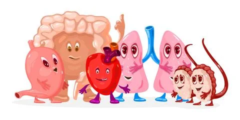 Cartoon anatomical system characters set Stock Illustration