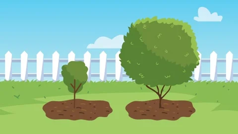 Cartoon animation showing two growing trees with small and large foliage in.. Stock Footage 339073076